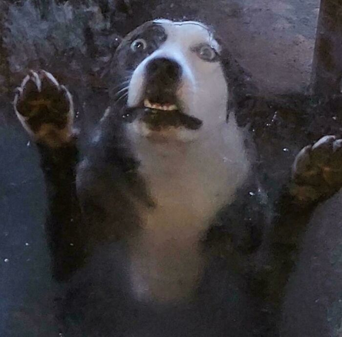 Oreo Speedwagon Heard Me Open A Cheese Wrapper While He Was Outside