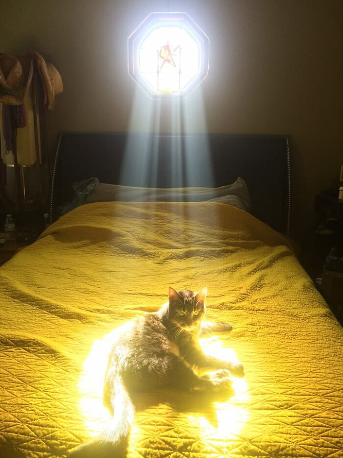 The Way The Light Hits My Friend's Cat Makes Her Look Like The Chosen One