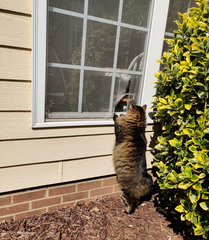 My Cat Ripped A Hole Through The Window Screen So She Could Go Outside