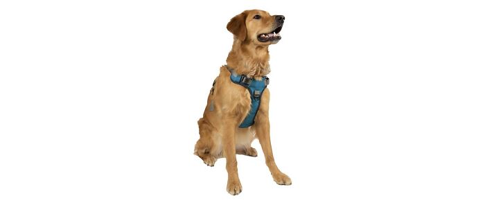 dog wears Embark Pets Adventure Dog Harness