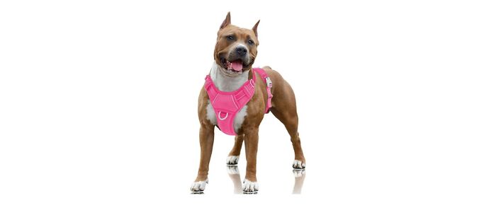 dog wears Barkbay Dog Harness