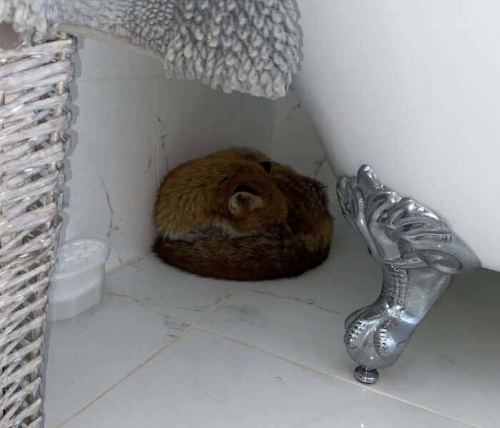 It’s Not Every Day You Come Home To A Fox Sleeping Under Your Bath