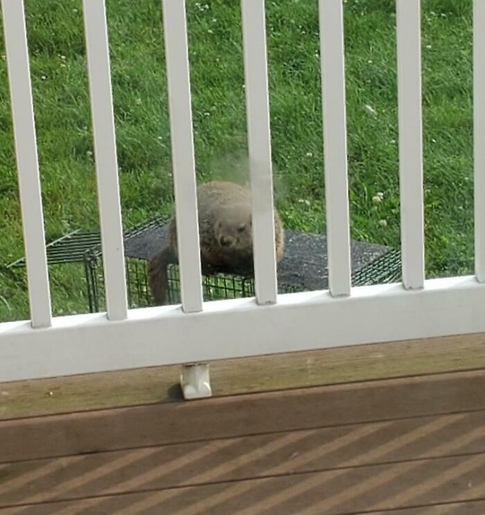 This Groundhog Taunting My Dad By Sitting On His Trap