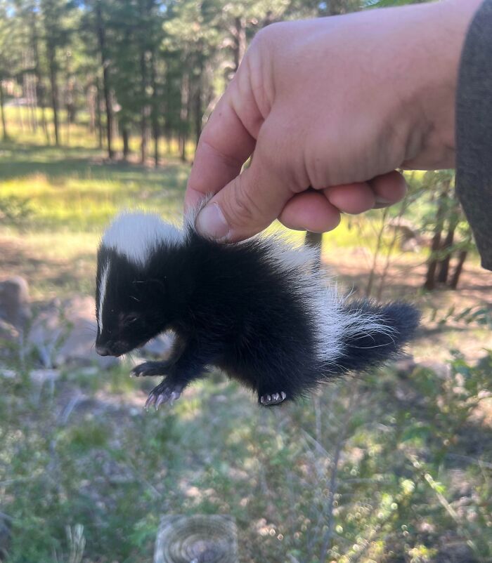 Found Two Of These Stinkerbelle Babies On A Busy Roadway While I Was Riding My Bike. Mom Was Probably Injured By A Car. I Moved Them To The Forest And Contacted Fish And Game Authorities