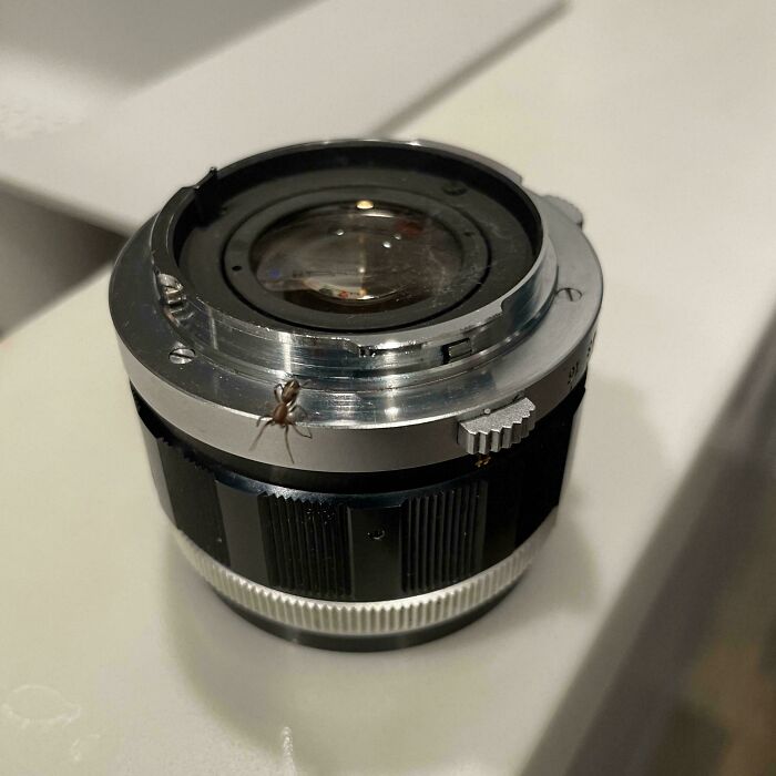 Found A Spider Living Inside My Radioactive Camera Lens