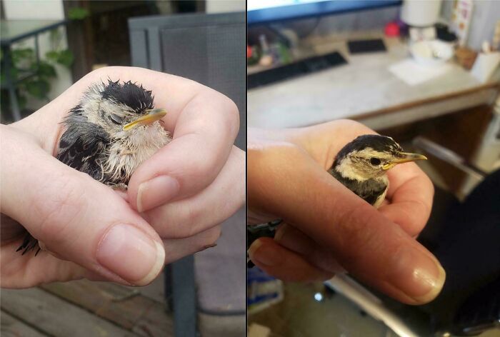 The Difference In Appearance Of This Nuthatch After I Found It vs. After A 2 Hour Nap In A Shoebox