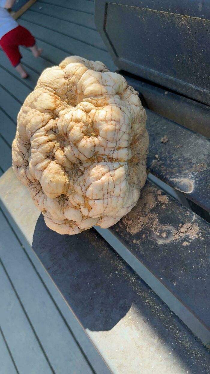 Weird Rock Found In Backyard