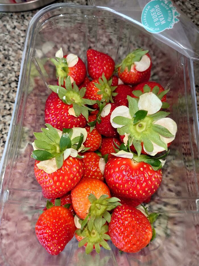 Almost All My Store-Bought Strawberries Still Had The Flowers Attached To Them