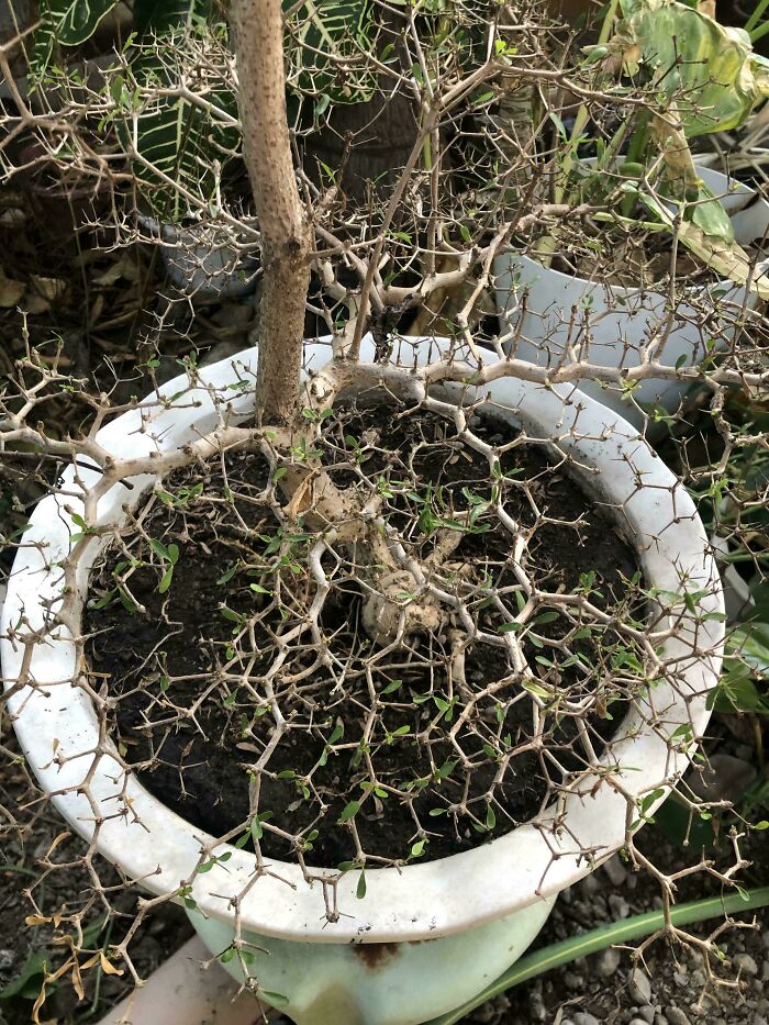 This Bonsai Plant Has A Hexagon Branch Structure