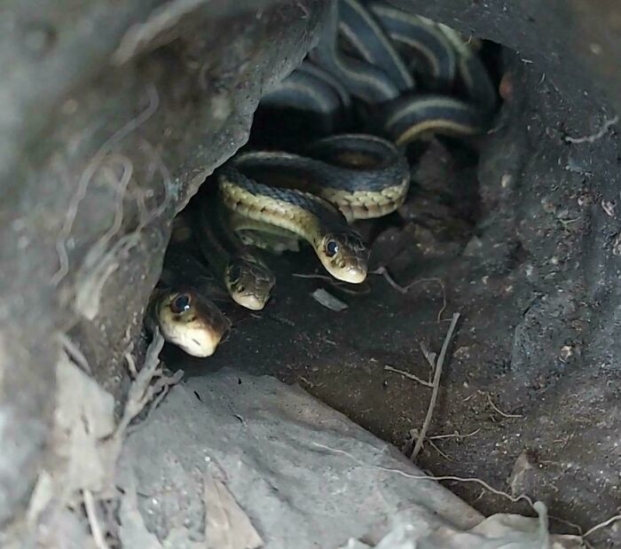 Underground Nest Of Garter Snakes At A Friend's House