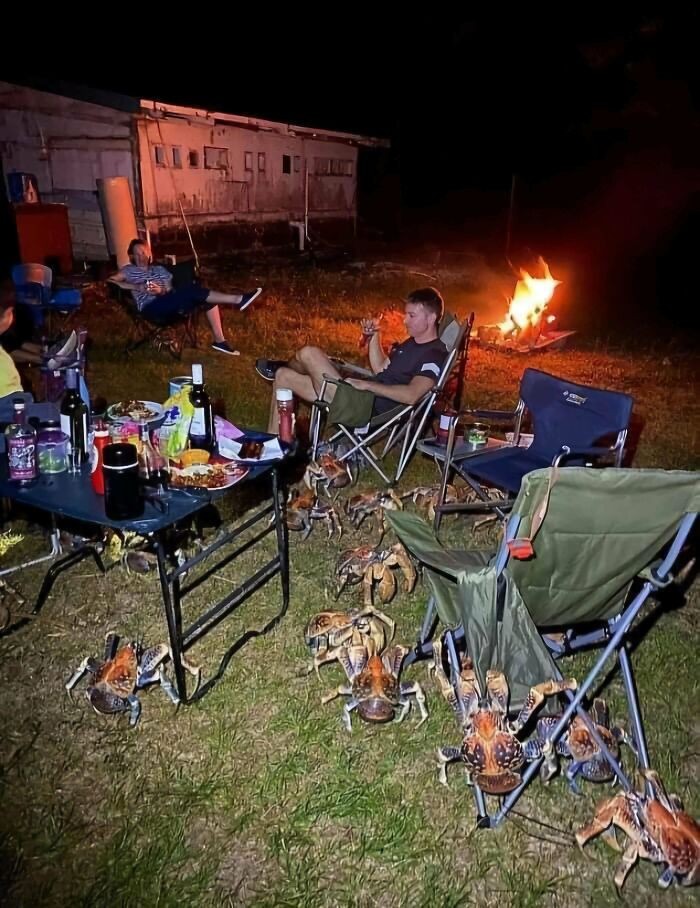 A Gang Of Robber Crabs Invade A Family Picnic In Australia