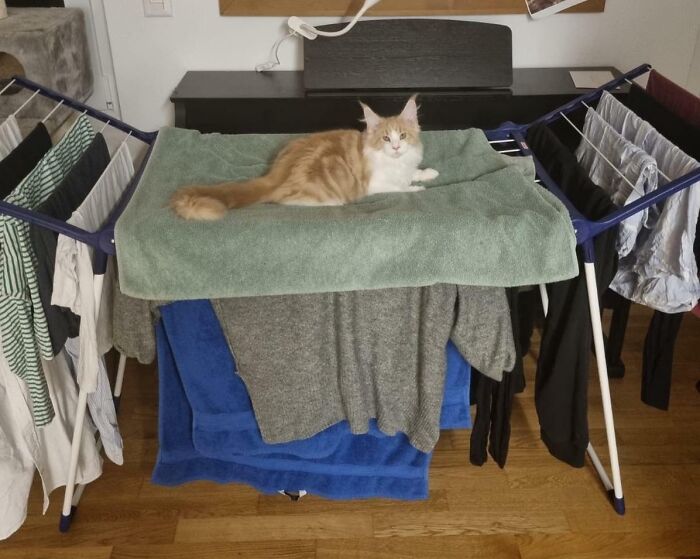 Henry Likes To Sleep On Our Laundry