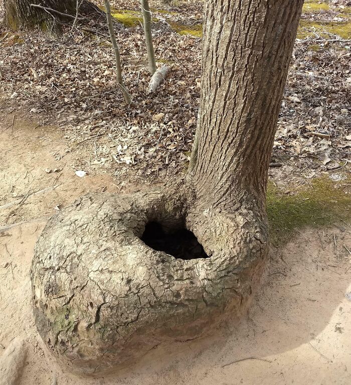 This Oddly Shaped Tree I Found On A Hike A Couple Years Ago