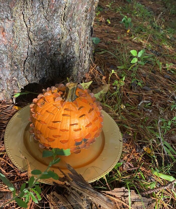 Not Sure What’s Going On With This… Found A Pumpkin Stuffed With Pennies In The Woods