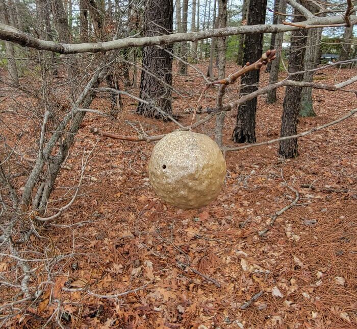 My Dad Found This In The Woods Of Virginia. Any Idea What It Is?