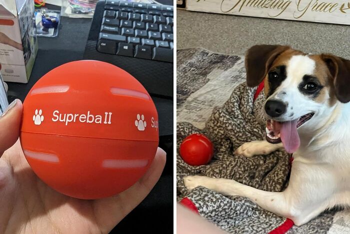 Keep Your Pup Occupied With An Interactive Dog Ball While You Hop On A Quick Zoom Call