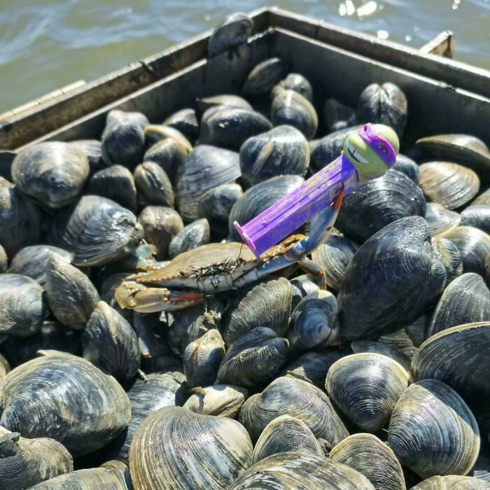 My Friend's Dad Found A Crab Holding A Donatello PEZ Dispenser