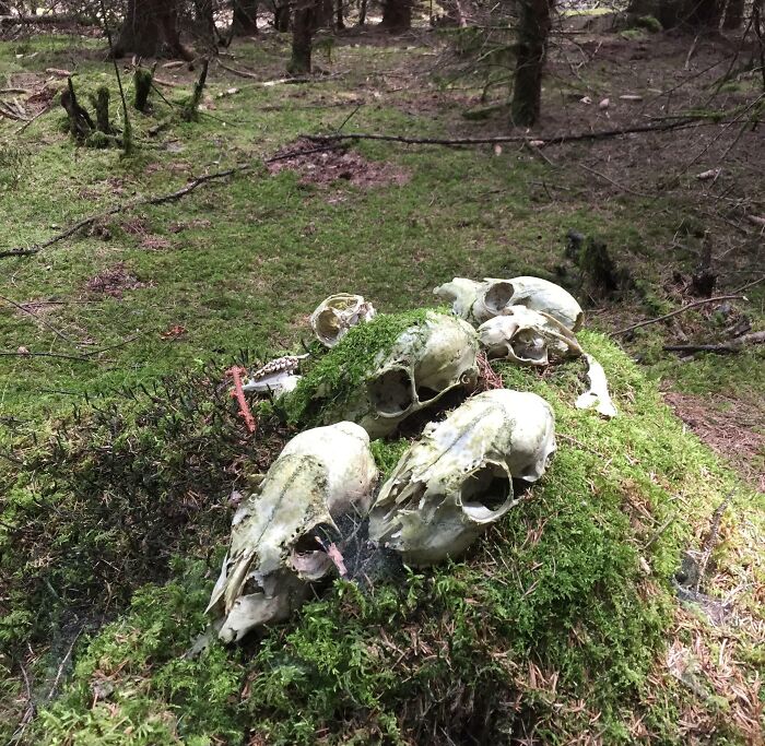 This Pile Of Deer Skulls I Found In The Woods