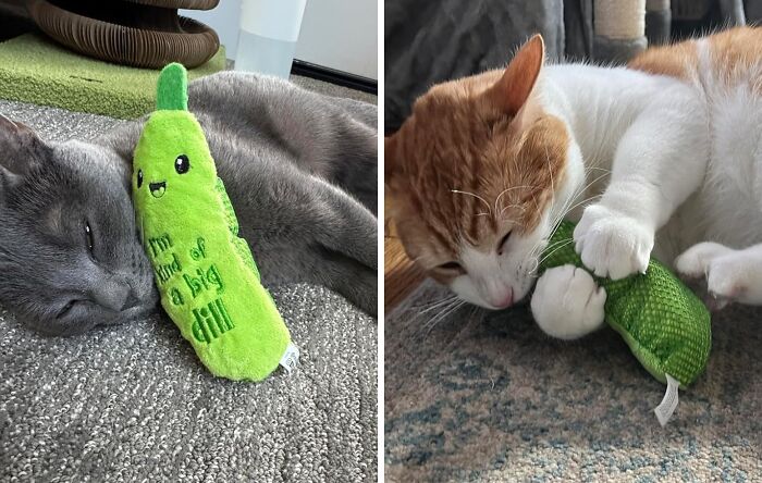 This Pickle Catnip Toy Lets Your Furry Friend Enjoy Your Favorite Snack Along With You