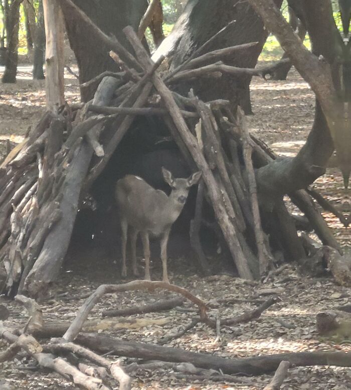 I Found A Deer In A Makeshift Hut In The Woods