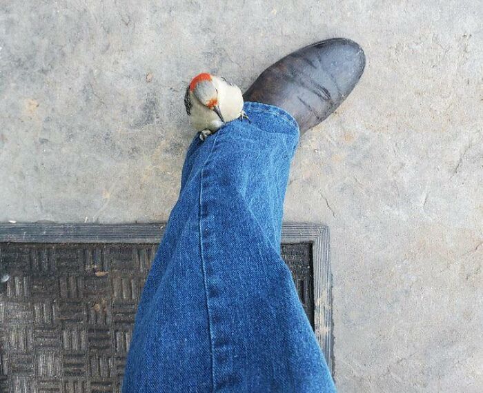 My Grandfather Had A Red-Headed Woodpecker Land On His Leg