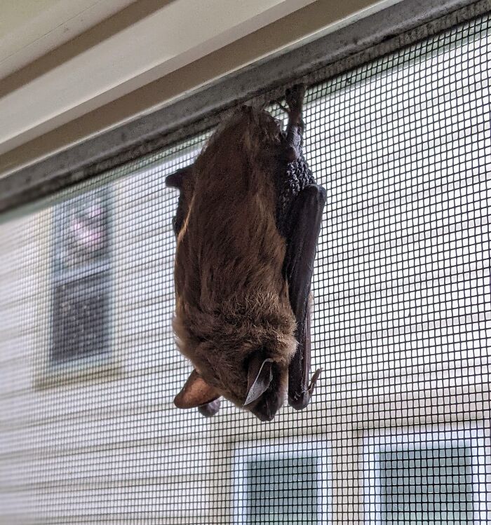 This Morning, I Found A Bat Sleeping Inside The Screen Of My Window