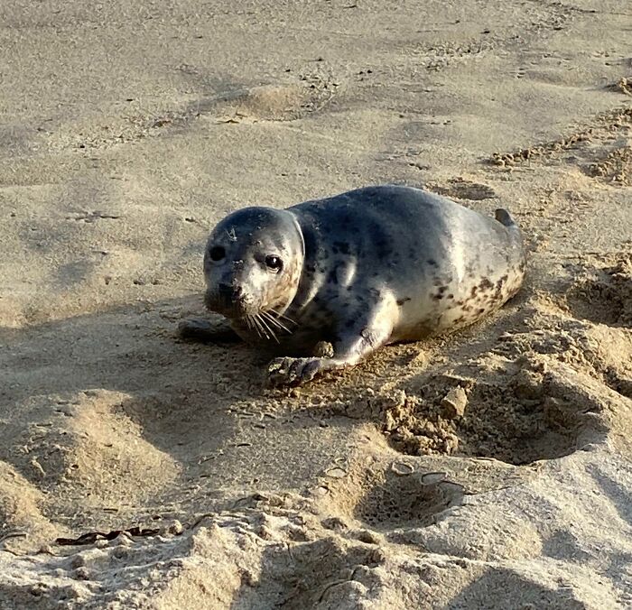 Yesterday At The Beach, A Wild Young Seal Came To Rest Beside Me