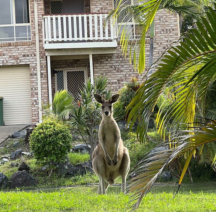 Yes Kangaroos Do Roam The Suburbs In Australia. This Guy Was In My Front Yard This Afternoon