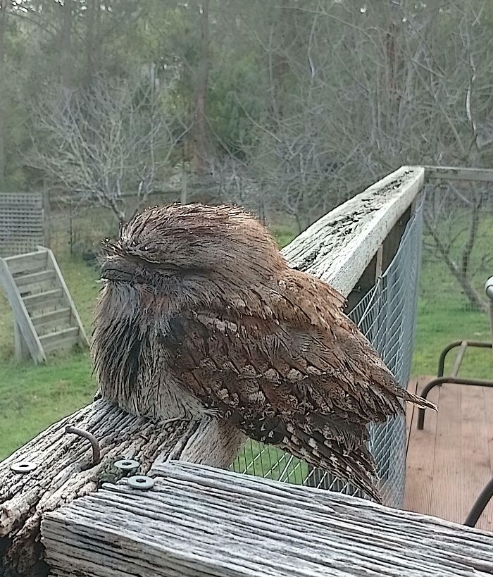 Someone Decided Our Deck Was A Good Spot To Snooze The Day Away