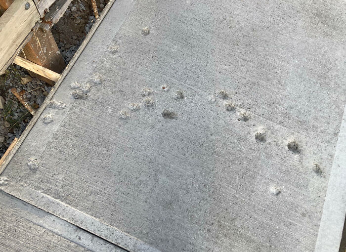 A Cat Ventured Onto Freshly Poured Concrete