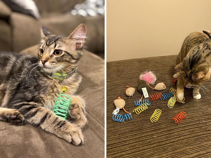 Your Cat Might Not Have A Concience, But At Least You Will Feel Good About Buying A Set Of Ethical Cat Toys