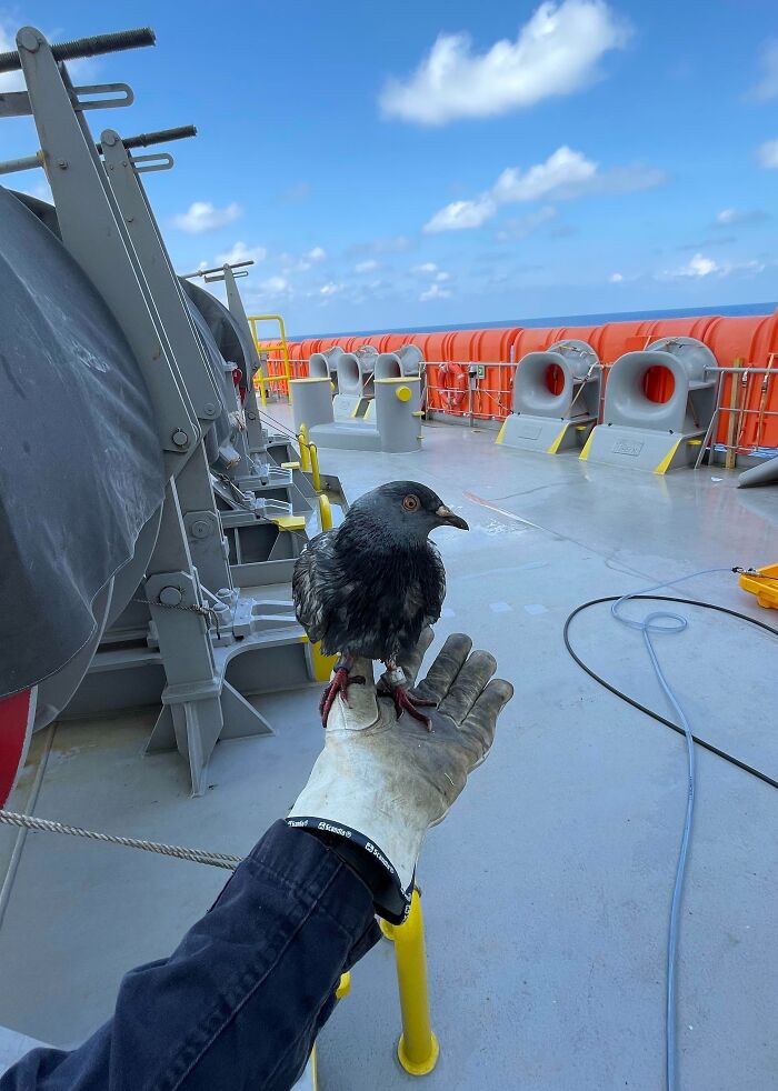 Lost Pigeon In The Middle Of The Pacific Ocean