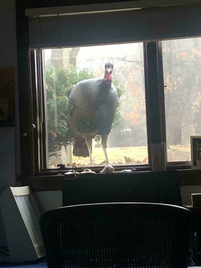 I Woke Up To Loud Tapping On My Window