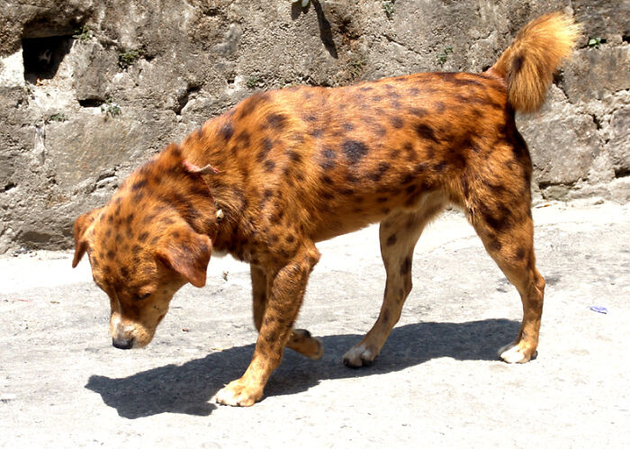 Spotted Dog From Kalimpong (Canis Lupus Familiaris)