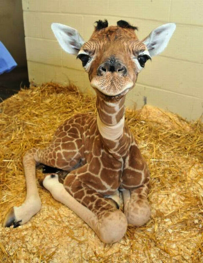 Baby Giraffe 