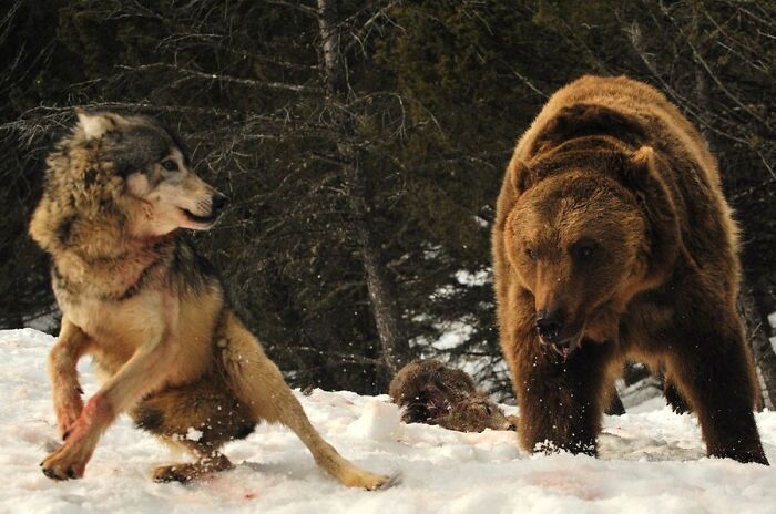 Brawl Between A Wolf (Canis Lupus) And A Grizzly Bear (Ursus Arctos Horribilis) 