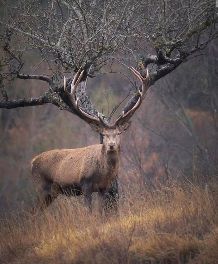 On The Verge Of Extinction. A Beautiful Kashmir Stag On Dachigam National Park, Kashmir