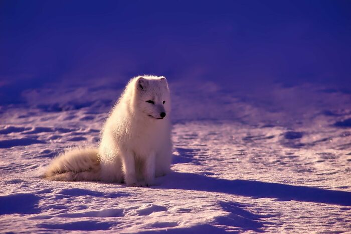 Arctic Fox