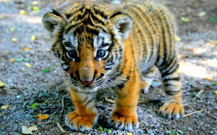 Bengal Tiger Cub