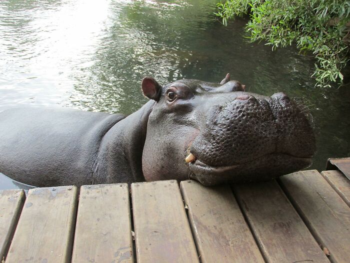 Uncomfortably Close To A Hippo