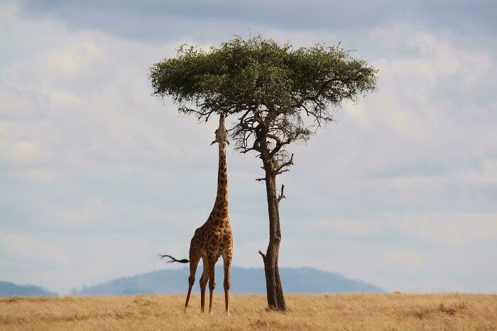 Giraffe At Full Stretch