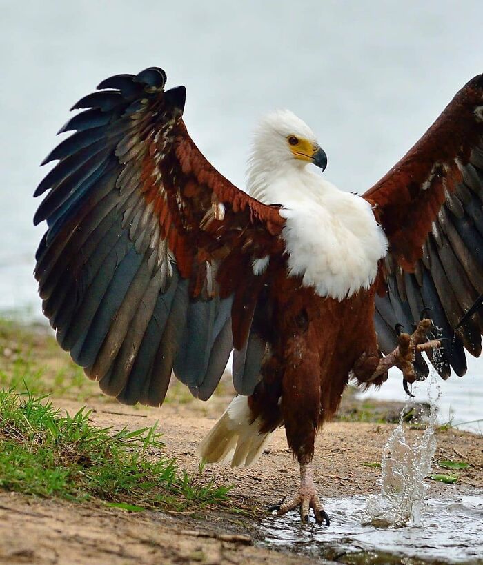 The African Fish Eagle