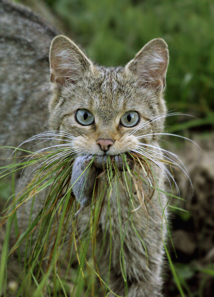 The Cat After The Hunt