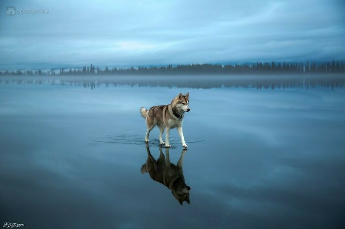 Siberian Husky Walking On A Frozen Lake