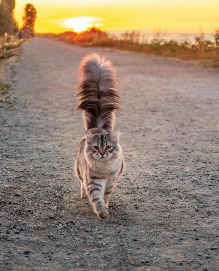 Reinhardt And His Floofy Tail. He Is A Siberian Forest Cat