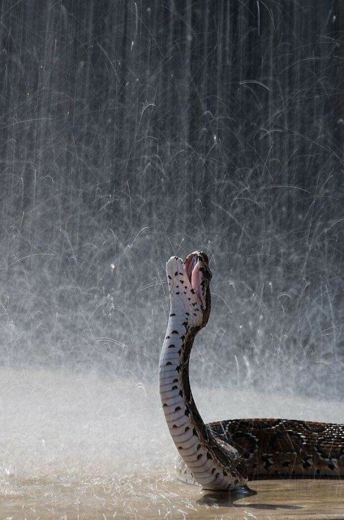 Snake In The Rain