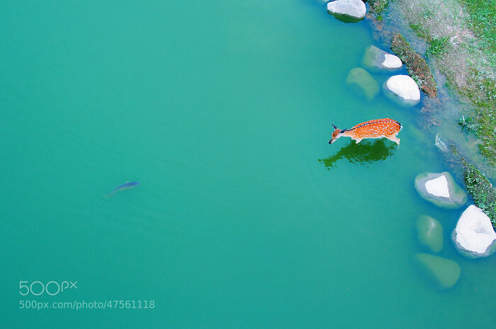 A Deer In The Water (Photographed By Jeongwon Park)