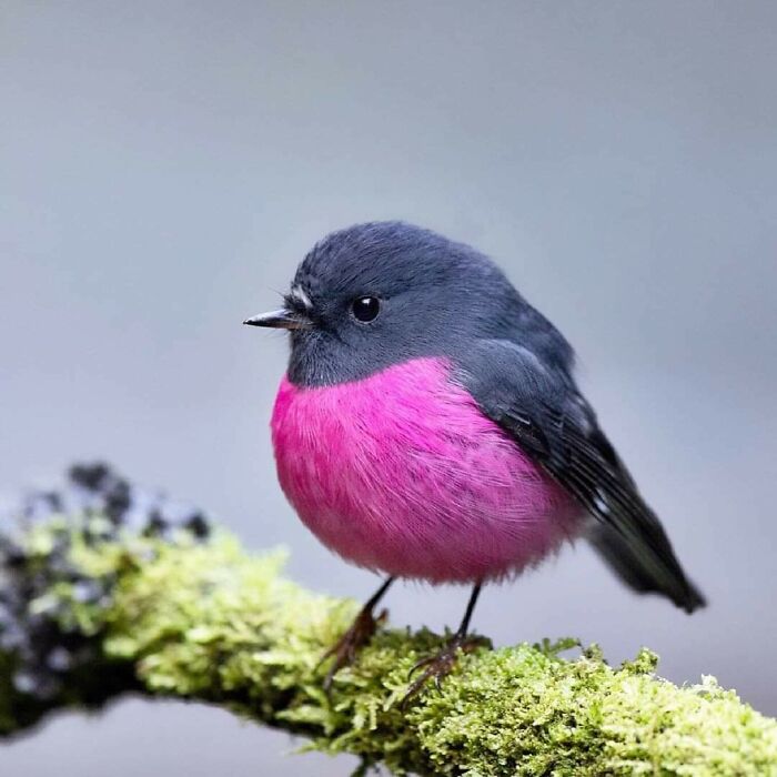 Purple And Black. What A Stunning Little Bird