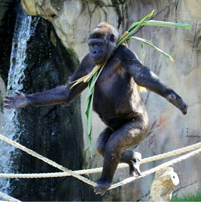 A Male Gorilla Has Taught Himself How To Walk A Tightrope To Try And Impress The Female At Taronga Zoo, Sydney, Australia