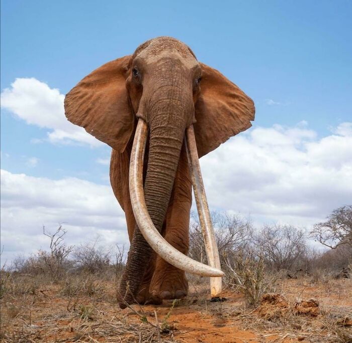 Elephant